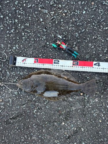 ヒラメの釣果