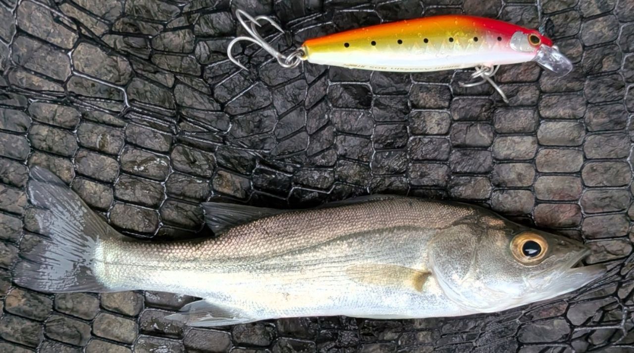 Scorpion シマノ 2702R-2 バス シーバス Scorpion シマノ 2702R-2 バス シーバス シマノ ワールド