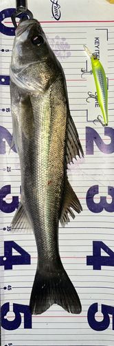 シーバスの釣果