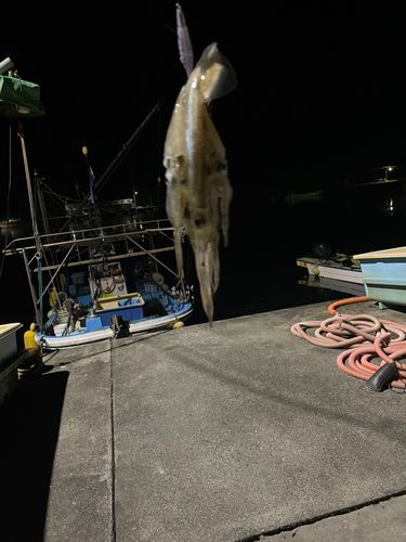 スルメイカの釣果