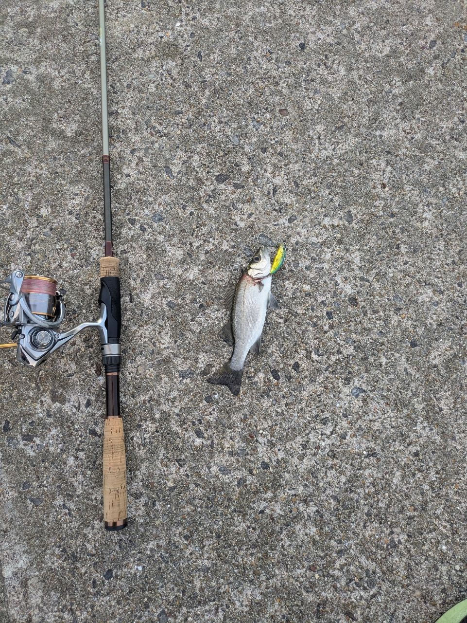 PALMS ピンウィール PTMGS-86の最安値・インプレ・釣果 | 本音の口コミ