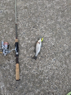 セイゴ（ヒラスズキ）の釣果