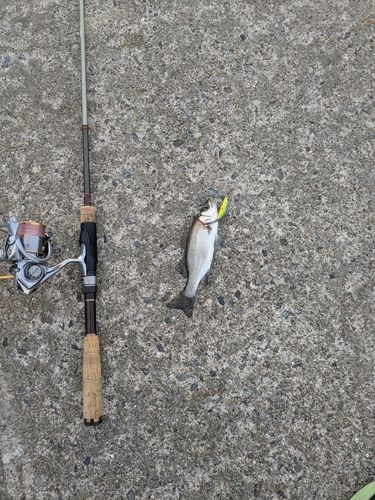 セイゴ（ヒラスズキ）の釣果