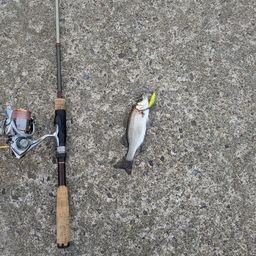 セイゴ（ヒラスズキ）