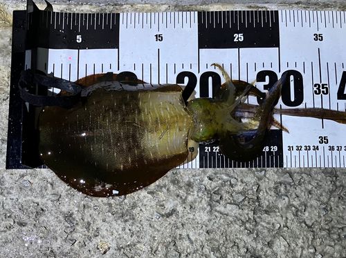 アオリイカの釣果