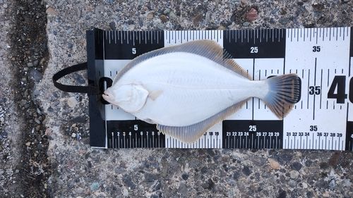 イシガレイの釣果