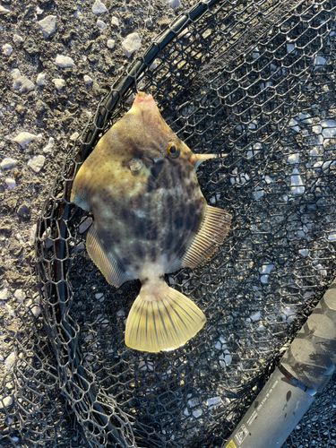 カワハギの釣果