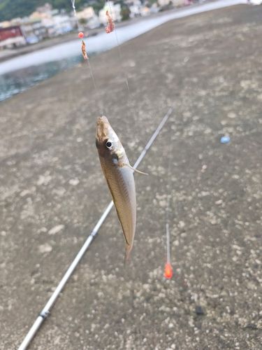 シロギスの釣果