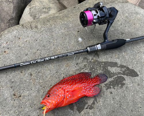 ユカタハタの釣果