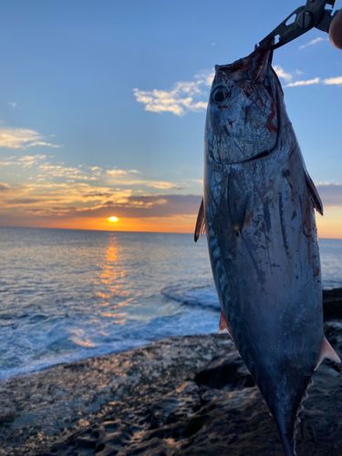 カツオの釣果