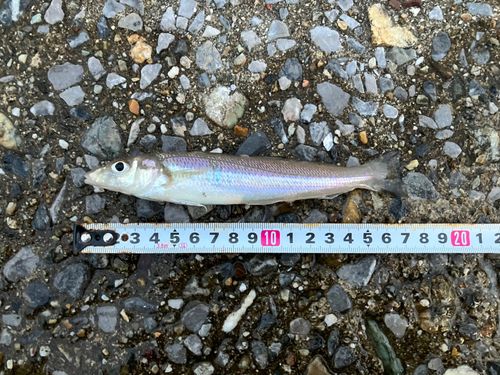 シロギスの釣果