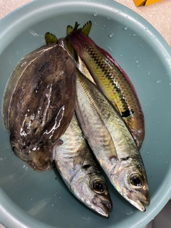 コウイカの釣果