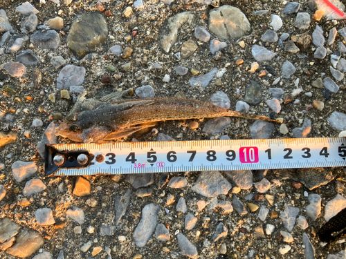 ネズミゴチの釣果