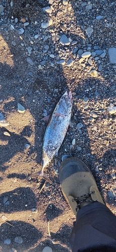 ソウダガツオの釣果
