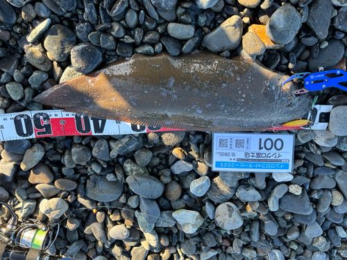 シタビラメの釣果