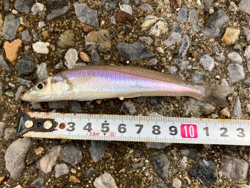 シロギスの釣果