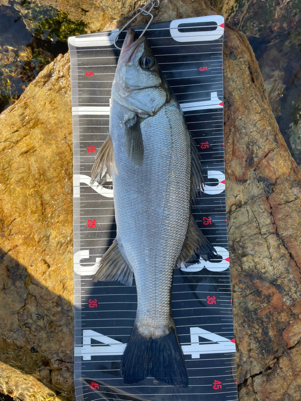 DAIWA 22HRF® (ハードロックフィッシュ) 86MHB・Qの最安値・インプレ