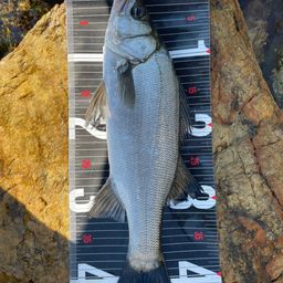 ハネ（ヒラスズキ）