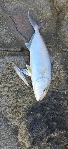 カンパチの釣果