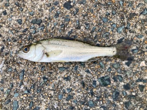 セイゴ（マルスズキ）の釣果