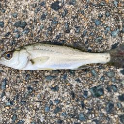 セイゴ（マルスズキ）