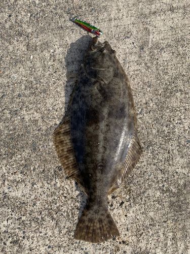 ヒラメの釣果