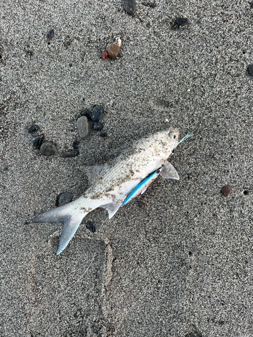 ツバメコノシロ