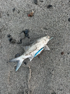 ツバメコノシロの釣果