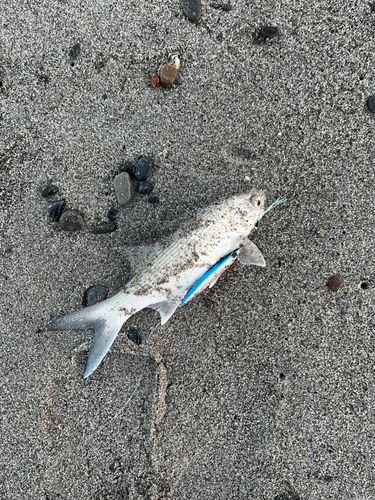 ツバメコノシロの釣果