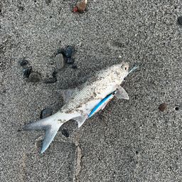 ツバメコノシロ