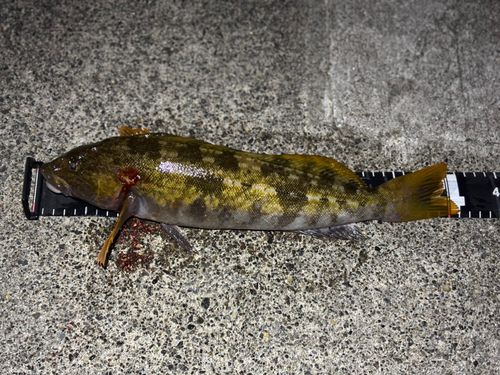 アブラコの釣果