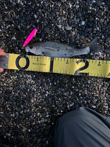 セイゴ（ヒラスズキ）の釣果