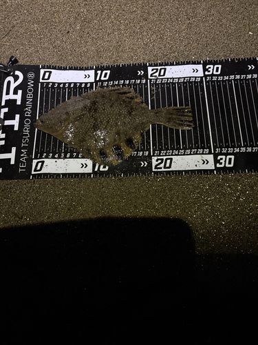 ヌマガレイの釣果