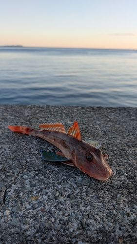 ホウボウの釣果