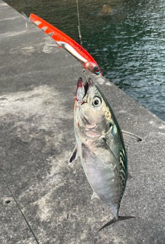 スマカツオの釣果
