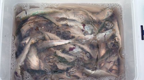 イワシの釣果