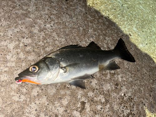 フッコ（ヒラスズキ）の釣果