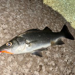 フッコ（ヒラスズキ）