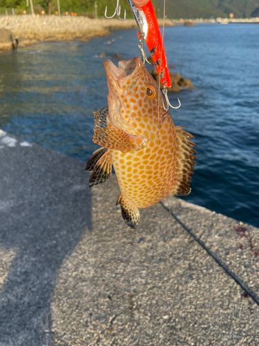 オオモンハタの釣果
