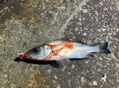 セイゴ（ヒラスズキ）の釣果