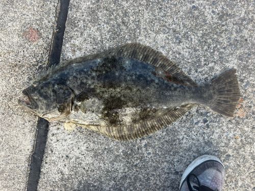 ヒラメの釣果