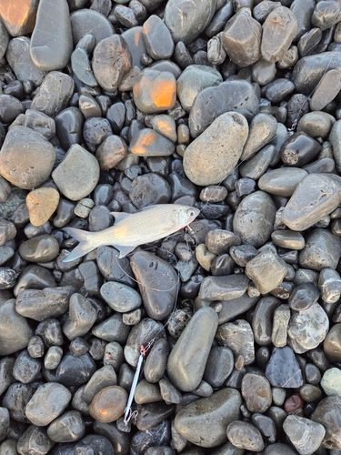 ツバメコノシロの釣果