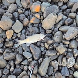 ツバメコノシロ