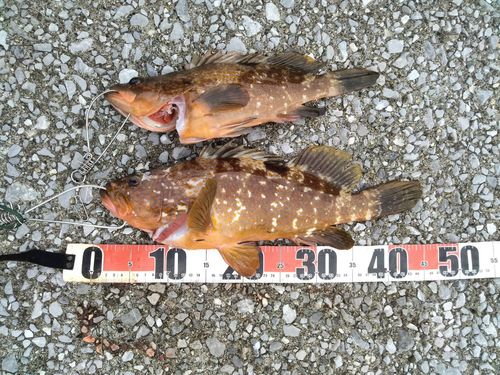 キジハタの釣果