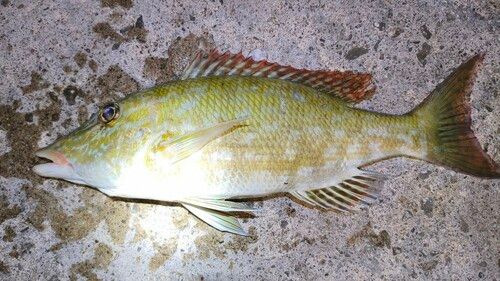 キツネフエフキの釣果