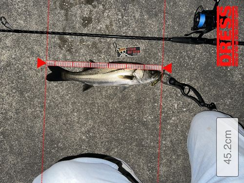 シーバスの釣果