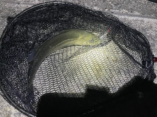 南芦屋浜ベランダ