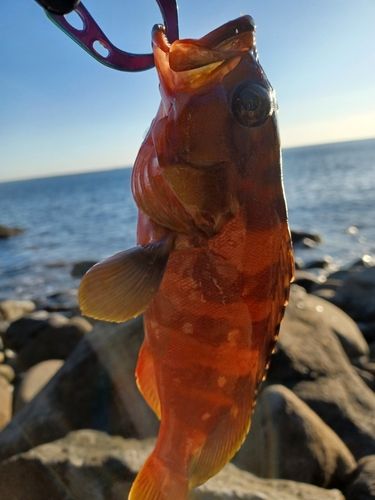 アカハタの釣果