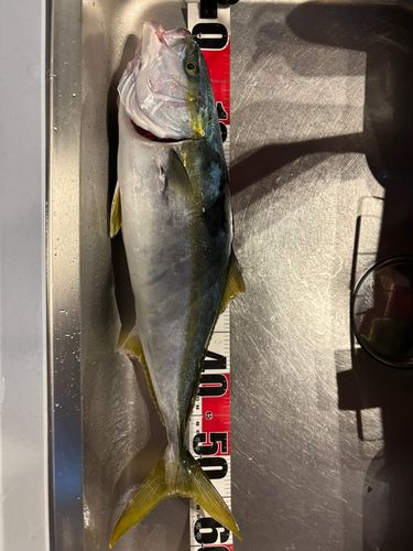 イナダの釣果