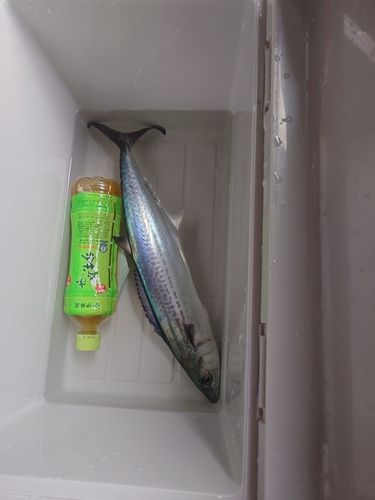 サゴシの釣果